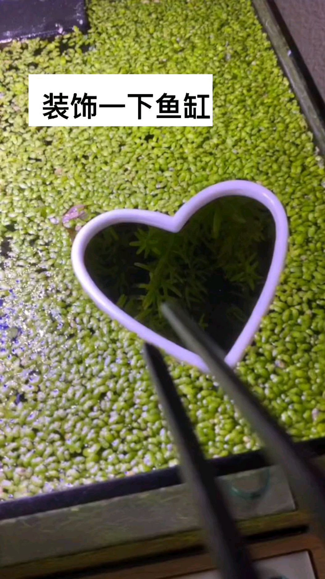 装饰一下鱼缸