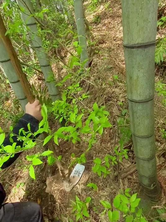 很好吃的一道下饭菜笋干焖鸭,又香又辣