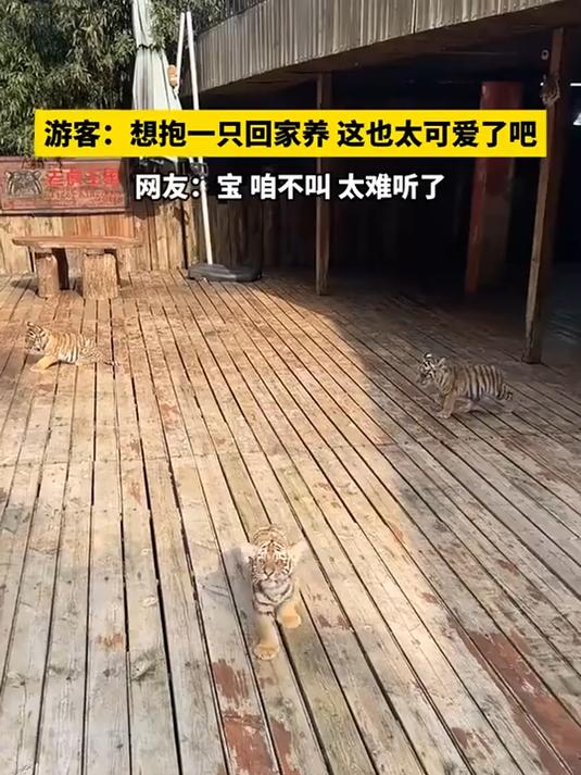 原来老虎的叫声是这样的