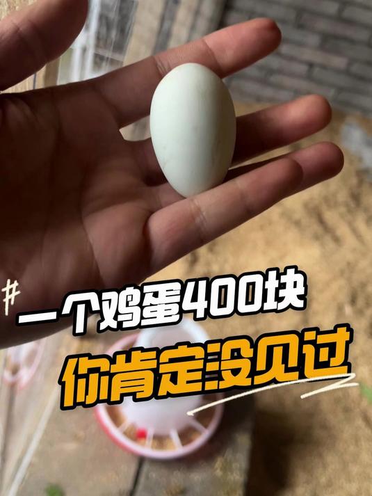 400块钱一个鸡蛋,还要排队才买得到,傻眼了吧#观赏鸡##宠物鸡##创业##养鸡#