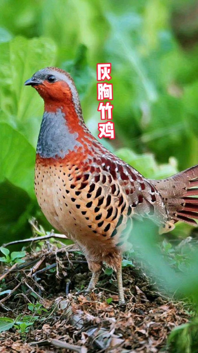 灰胸竹鸡别名竹鹧鸪,竹鸡子,杂食性鸟类,叫声似“天作怪”,“美国坏”,“你不乖”