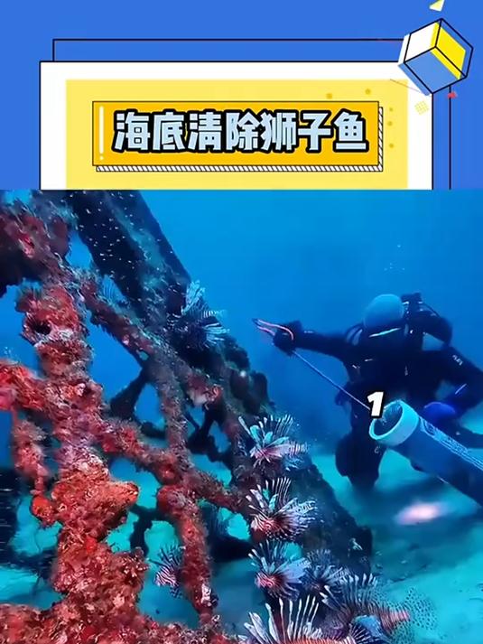 海底狮子鱼清理过程