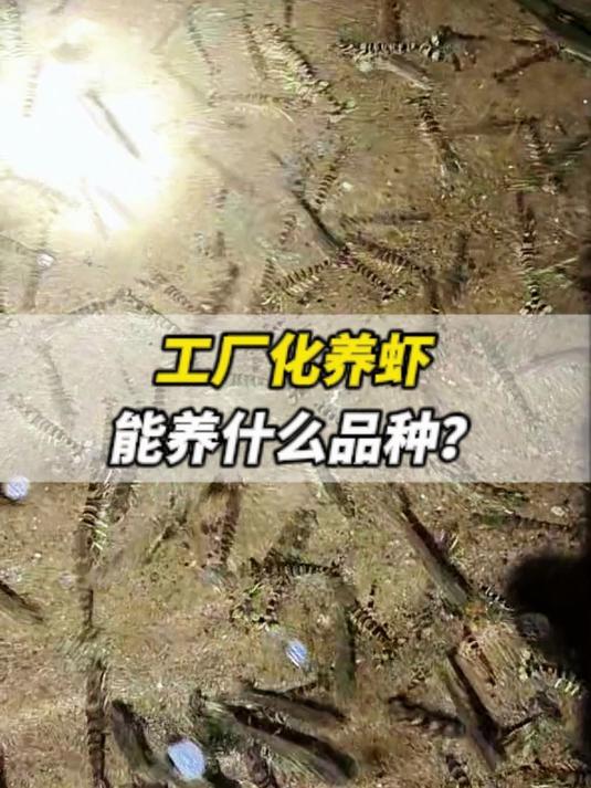 工厂化养虾养什么品种？
