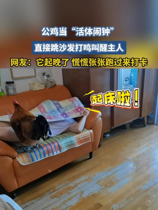 公鸡当“活体闹钟”!直接跳沙发打鸣叫醒主人