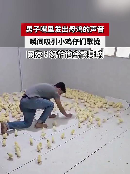 男子嘴里发出母鸡的声音,瞬间吸引小鸡仔们聚拢