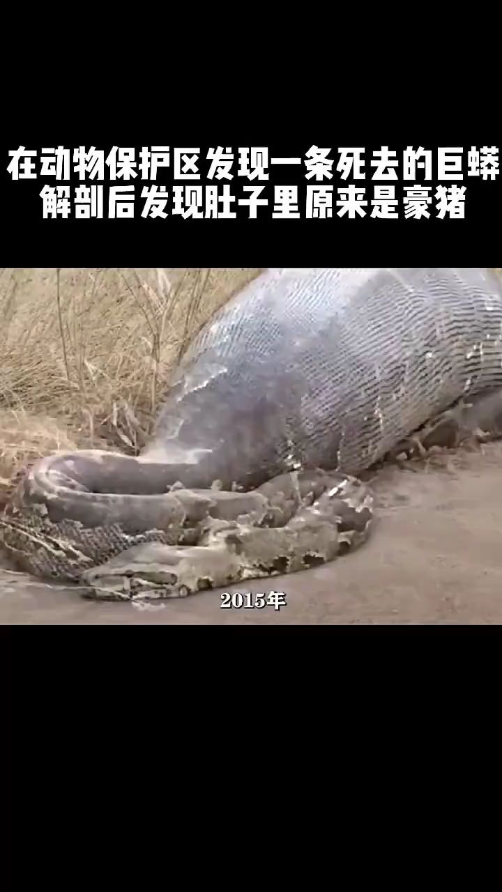 在动物保护区,发现一条死去的巨蟒,解剖后发现肚子里面原来是天蓬元帅。