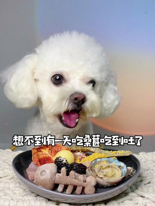 想不到有一天吃桑葚吃到吐了