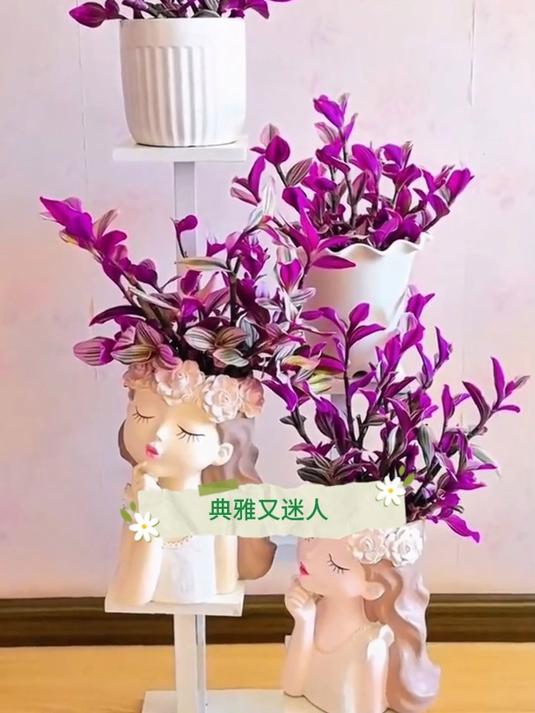 阳台新宠油画婚礼,跟我一起养 轻松爆盆 色泽饱满