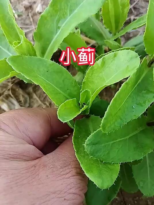 关于小蓟的一些知识