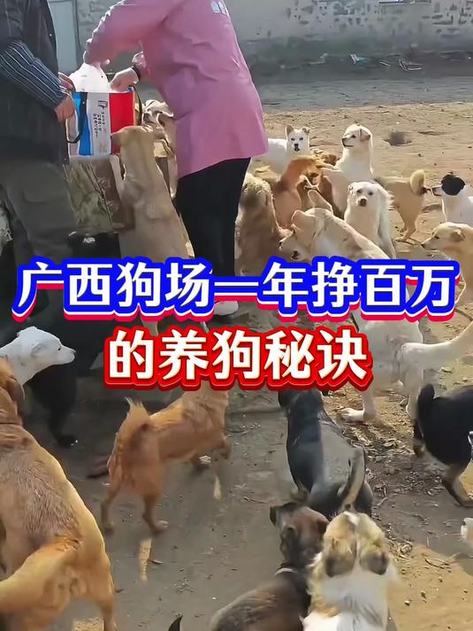 广西狗场一年挣百万的养狗秘诀！如何低成本喂狗！