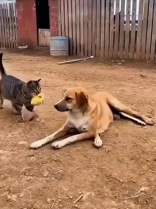 小黄狗被冤枉的一天