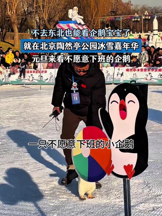 不去东北也能看企鹅了,在陶然亭公园,元旦来看不爱下班的企鹅