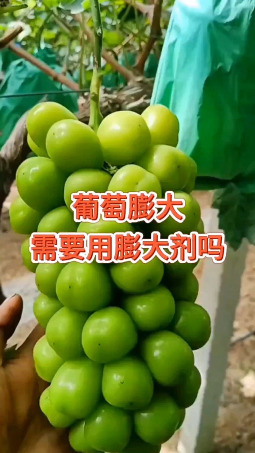葡萄膨大需要用膨大剂吗