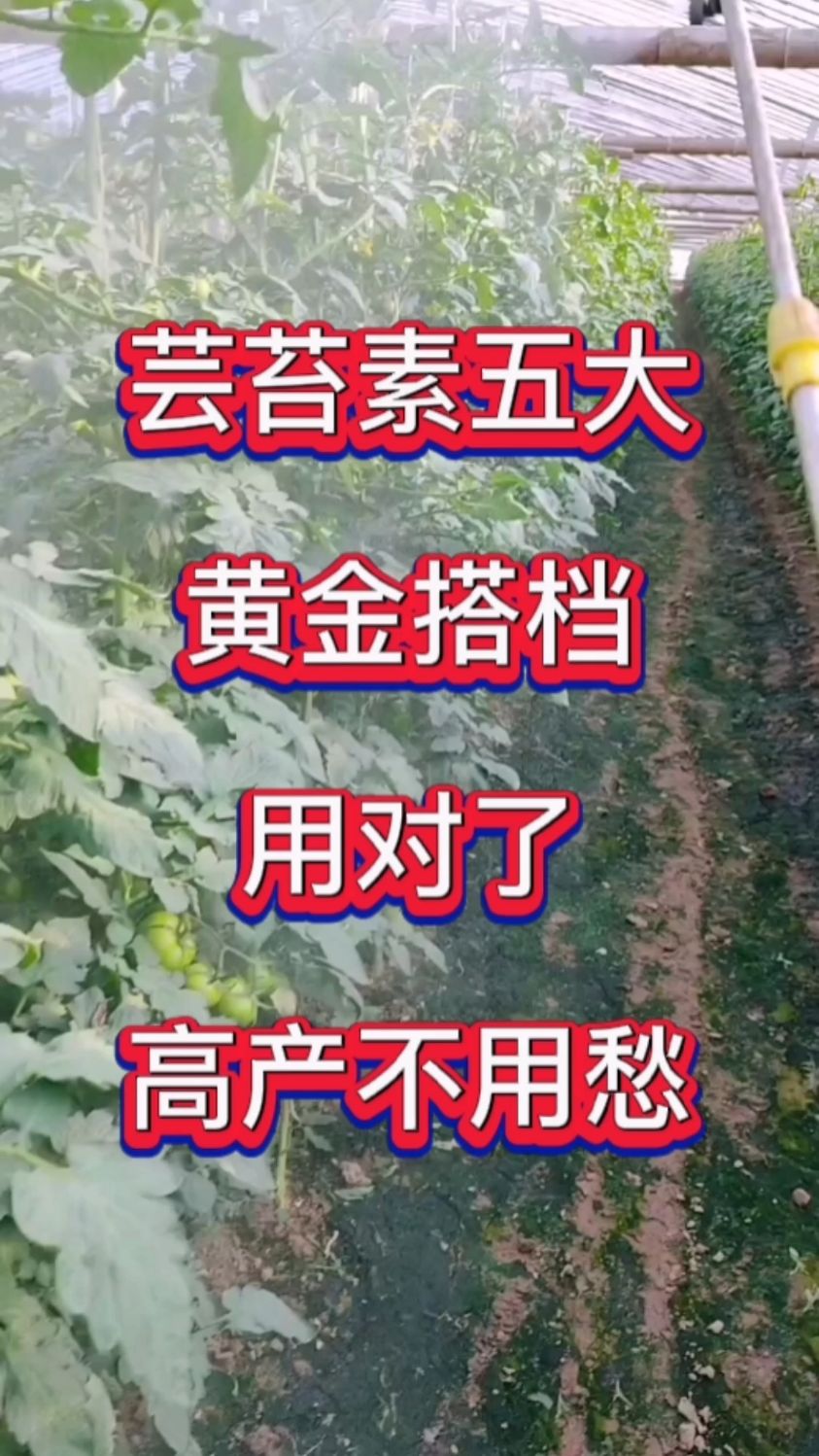 芸苔素五大黄金搭档