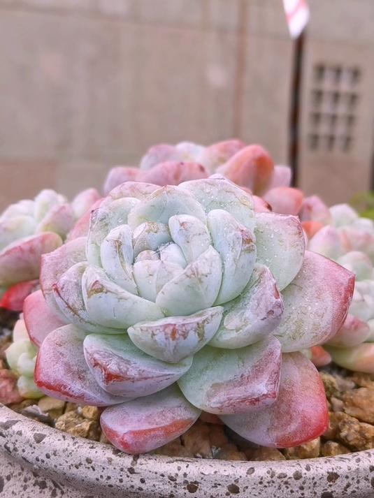 心动吧？看过这样的多肉，没有不心动然后去养上几盆的！