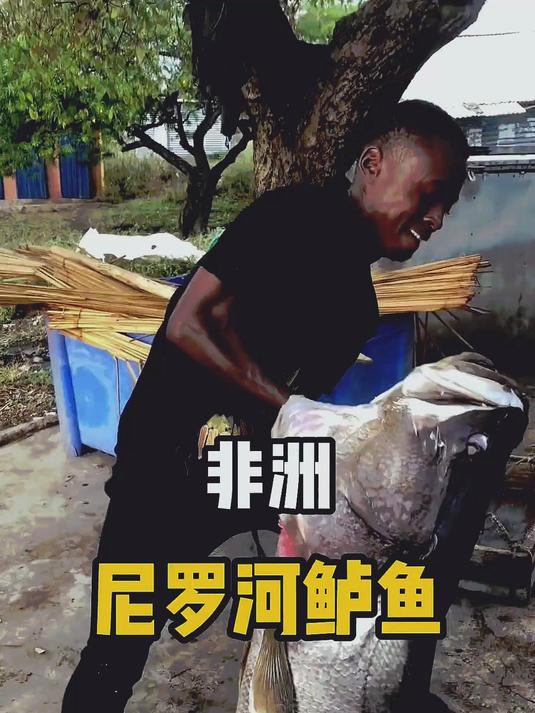 地小哥正抬着一条刚捕捞上来的大鱼,这种鱼名叫尼罗河鲈鱼,体型巨大,体重甚至能超过400斤