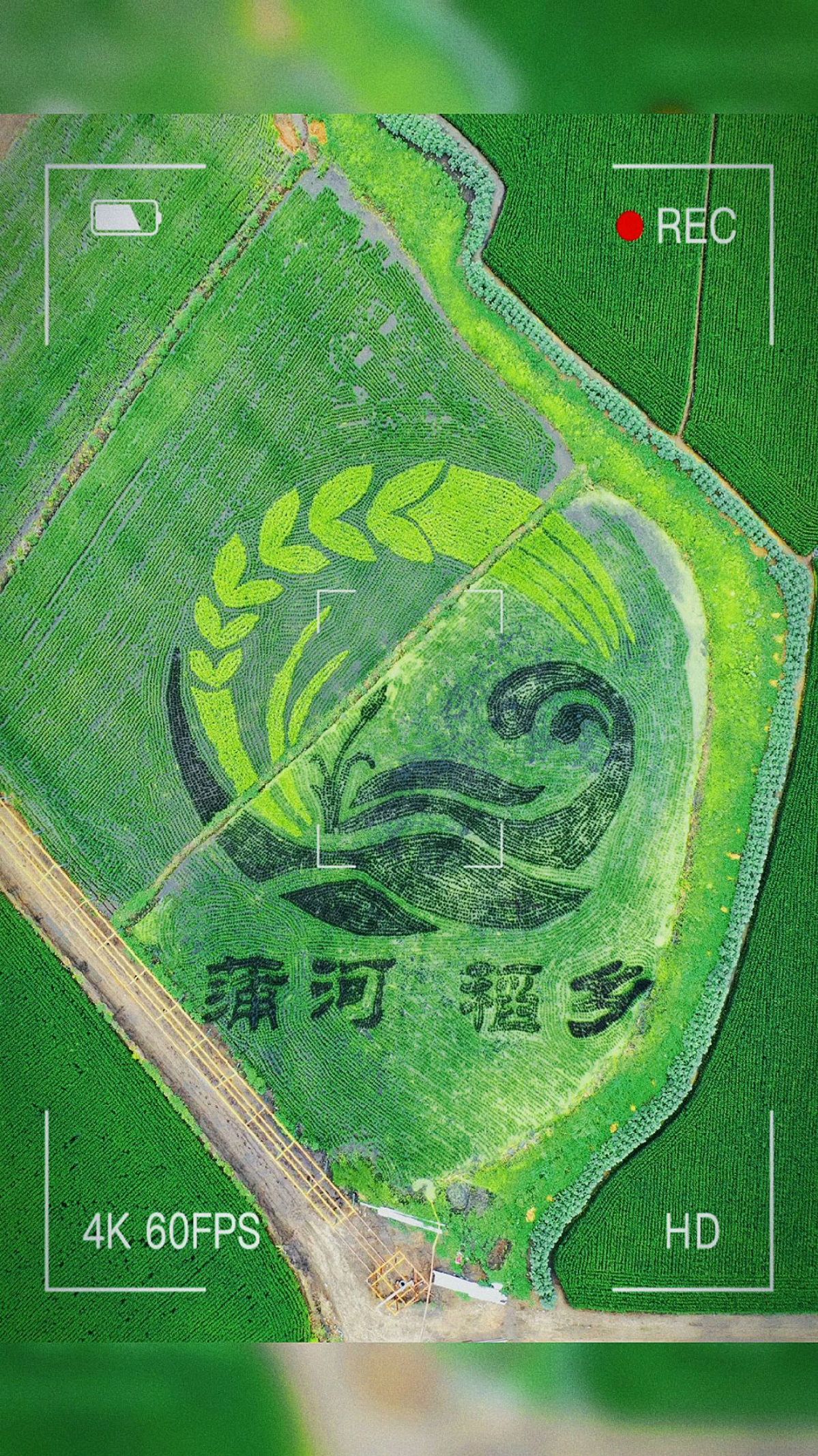 鱼米之乡—稻田画