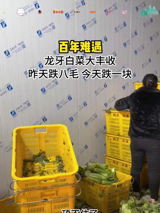 入冬三件套龙芽大白菜您一定不能错过!