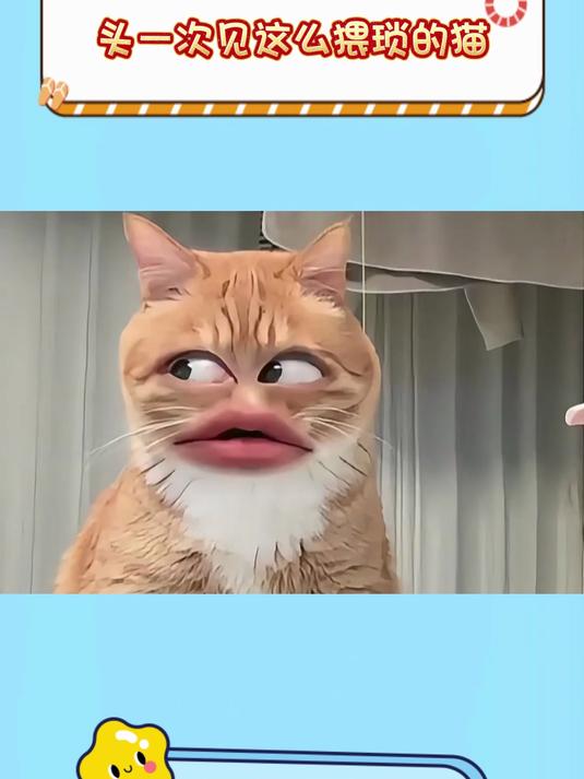 头一次见这么猥琐的猫