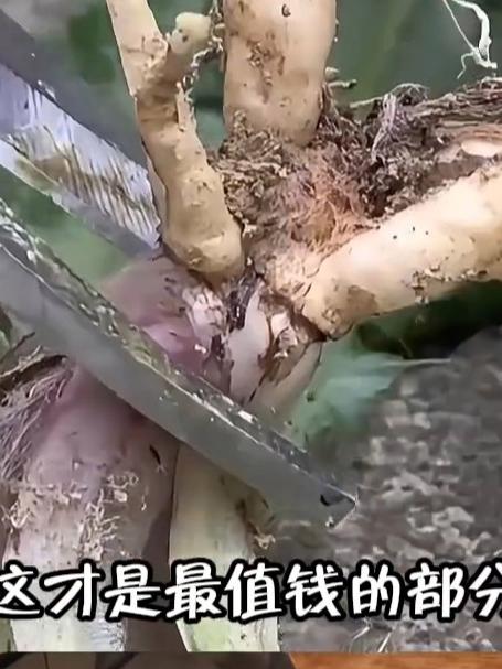 大蓟,又名刺儿菜,叶子长满尖刺,农村人采挖它的根#大蓟#植物科普#识百草#非遗守护人