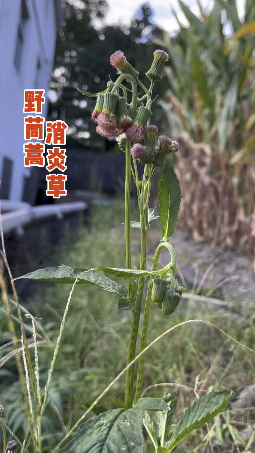 农村常见的植物“野茼蒿”,不仅是一种美味野菜,全草更是有大用