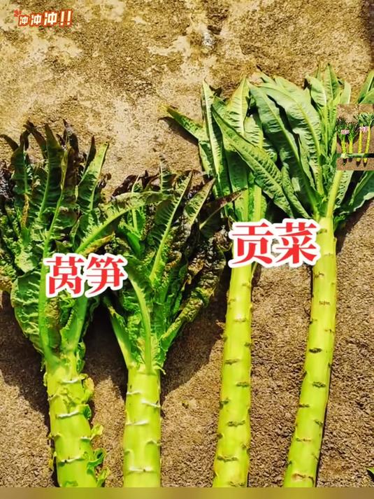 脆嫩剁椒贡菜脆辣响菜下饭菜即食