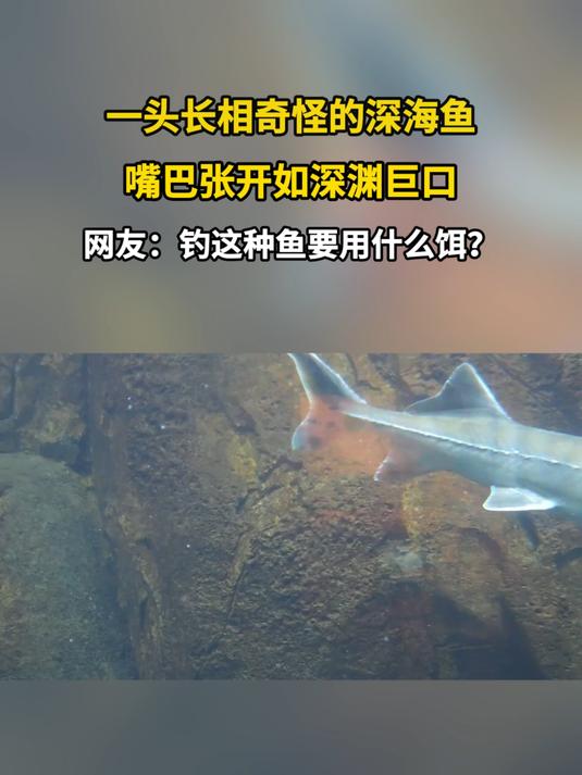 一头长相奇怪的深海鱼,嘴巴张开如深渊巨口