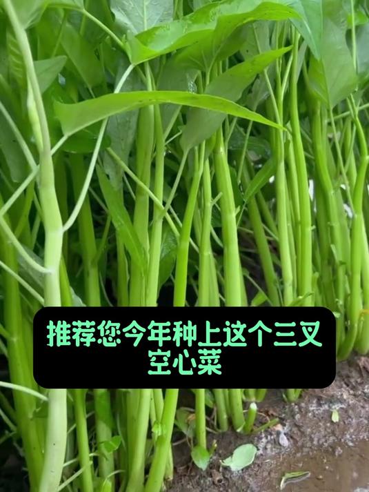 节水型空心菜,籽粒抗旱基因强,半月不浇水照样长