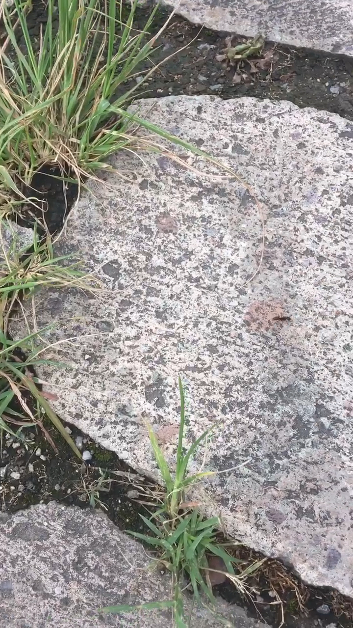 小宝刚学会走路,就迷上了蚂蚁