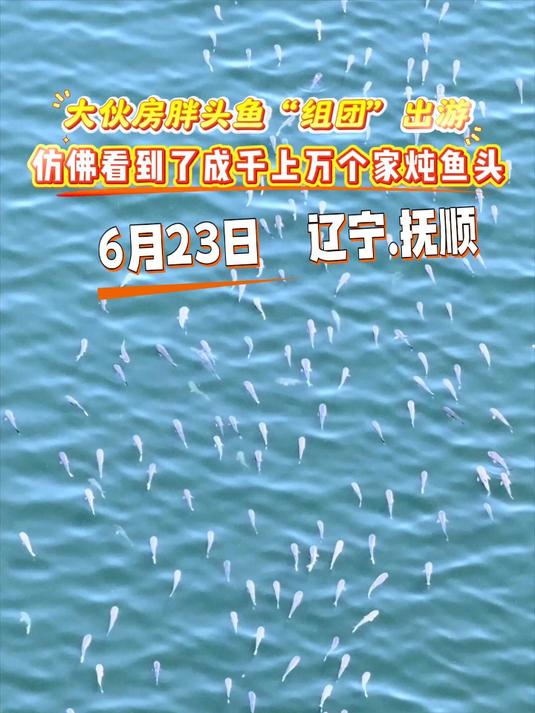 抚顺市大伙房水库上万条野生胖头鱼组团出游