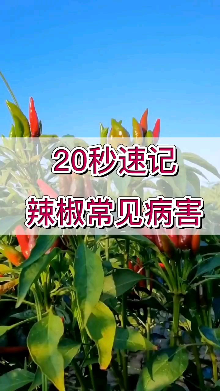 20秒速记草莓常见病害,三农快成长,瓜果蔬菜,农业种植技术交流 。