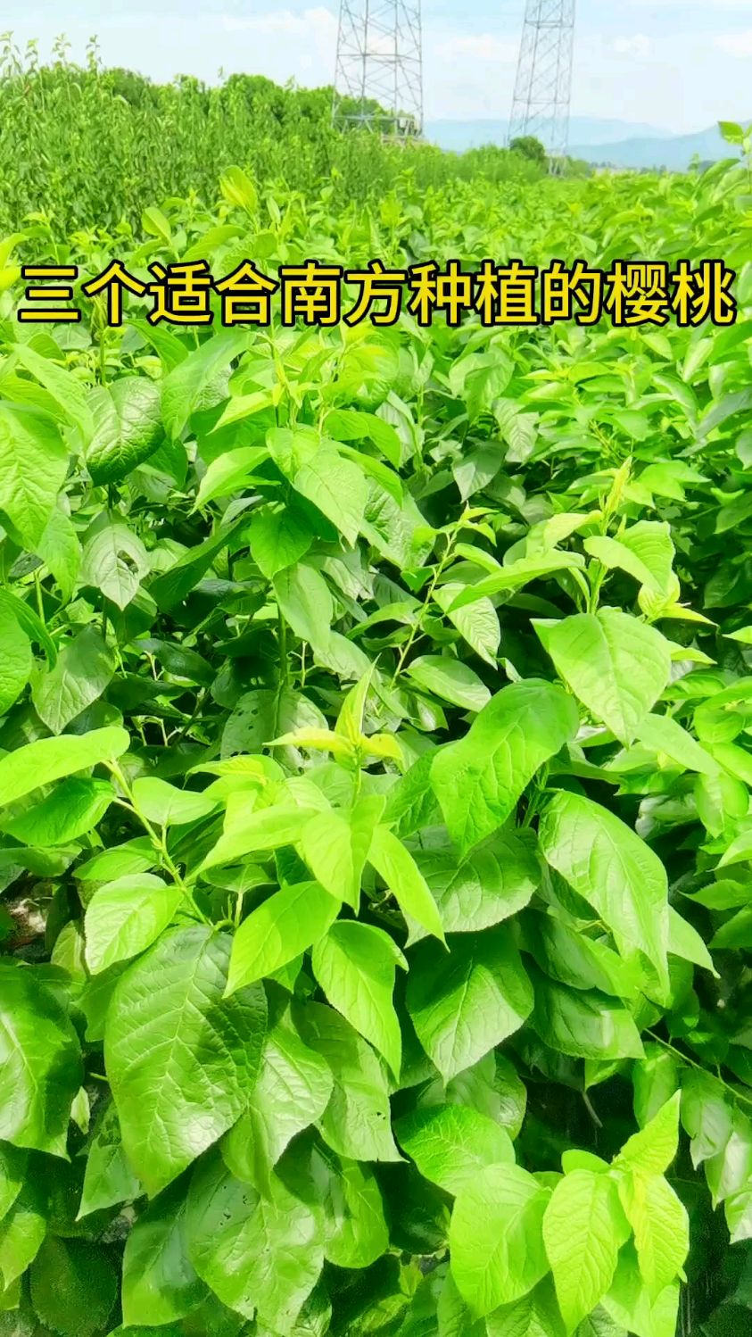 适合南方种植的三个樱桃品种实拍展示 #果树苗 #樱桃苗