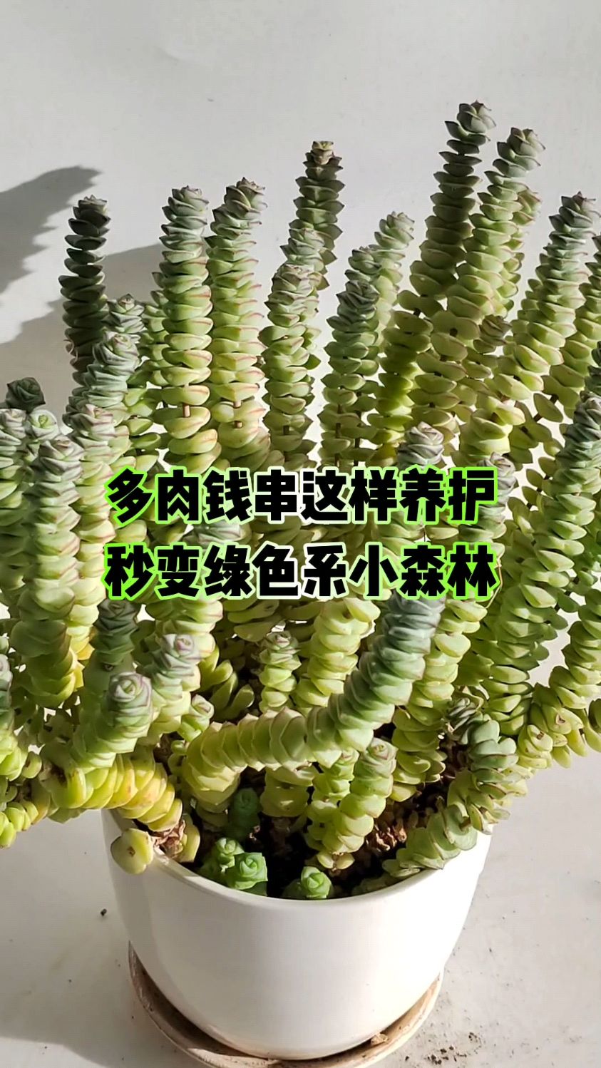 多肉钱串这样养护,秒变绿色系小森林