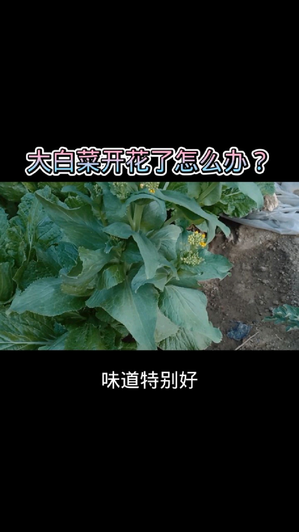 大白菜的要开花了怎么处理?趁开花变老前采摘,菜芯去皮后清甜脆嫩的口感比菜叶更可口