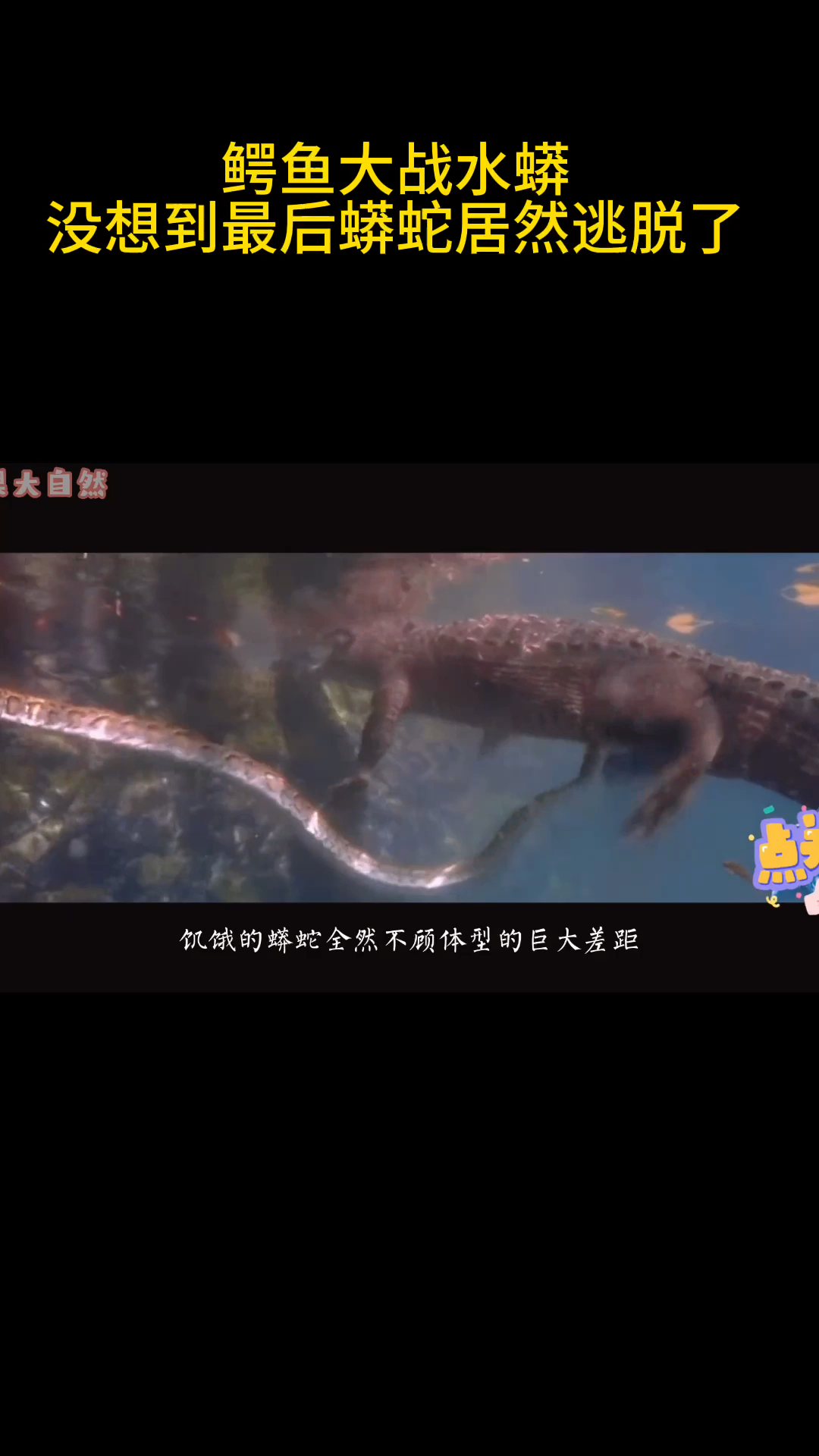 鳄鱼大战水蟒没想到最后蟒蛇居然逃跑了