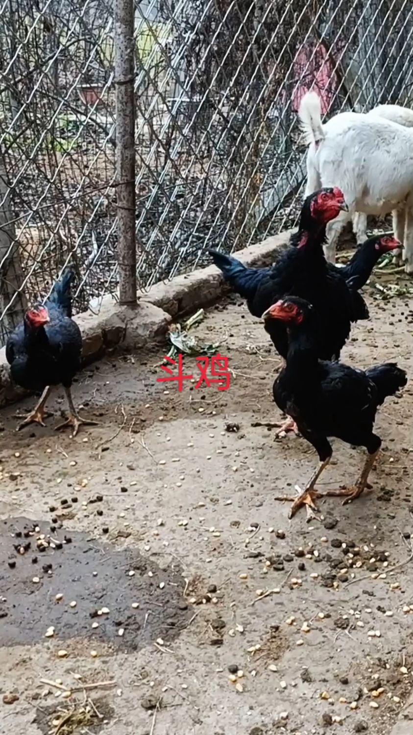 母鸡斗鸡开始下蛋了