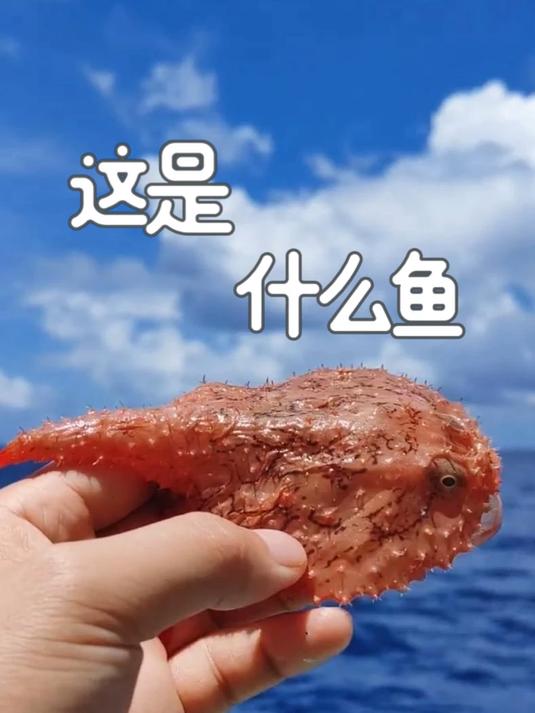 这是什么鱼 跟着悟空认识15种海鱼