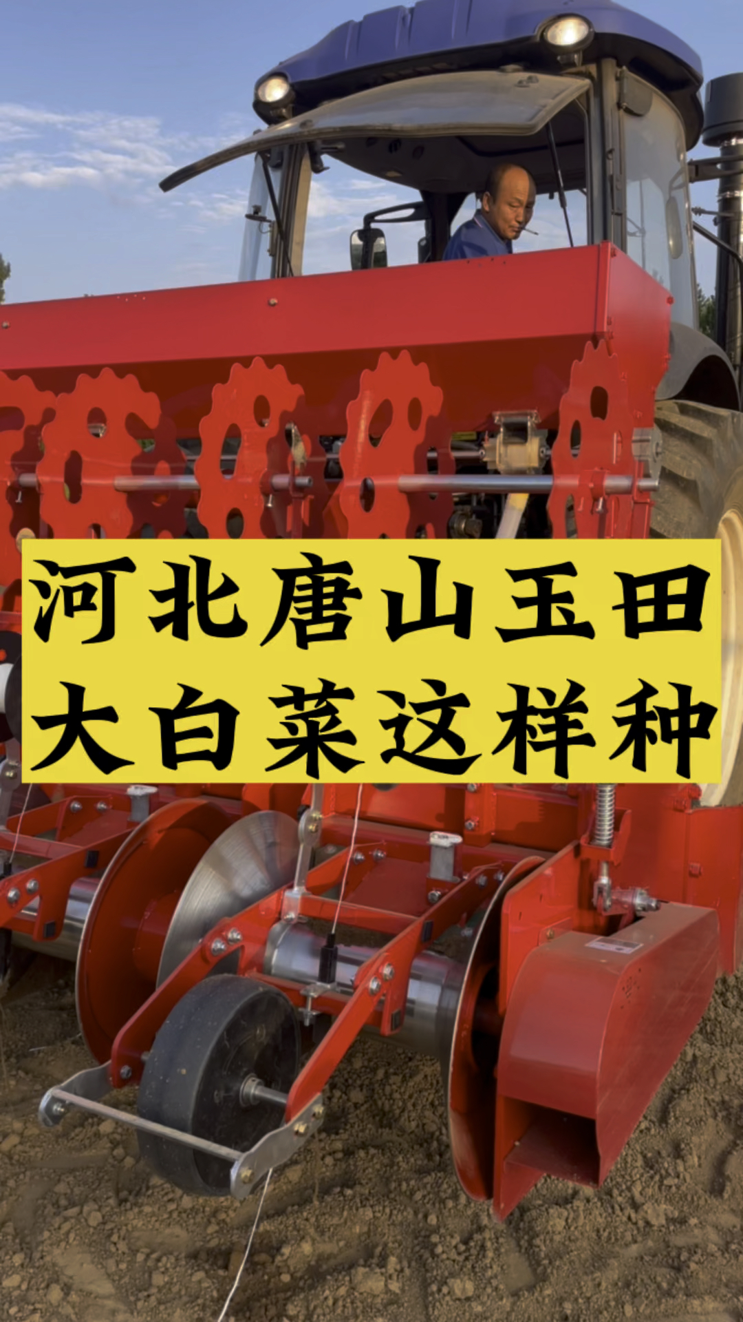 河北唐山玉田大白菜这样种