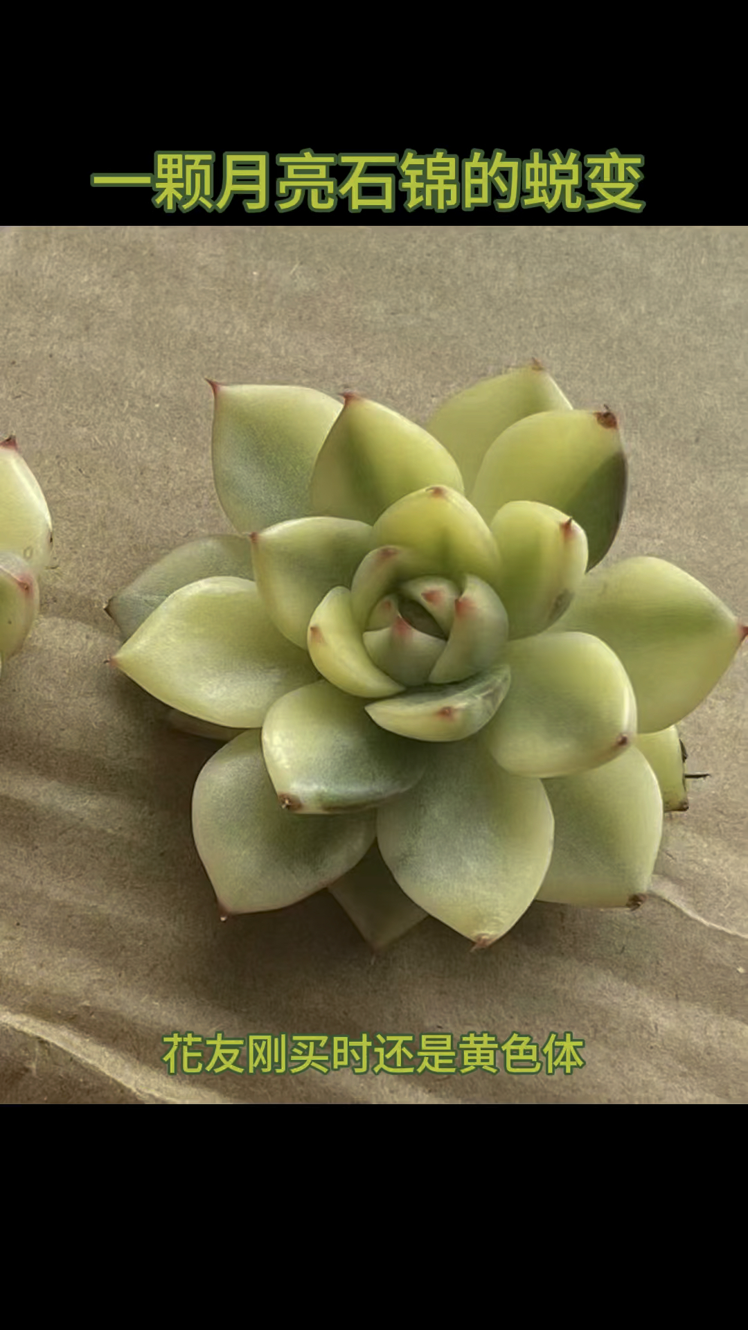 一颗月亮石锦的蜕变,我知道你看完了,你也想买一颗对不?#多肉植物 #韩国多肉锦
