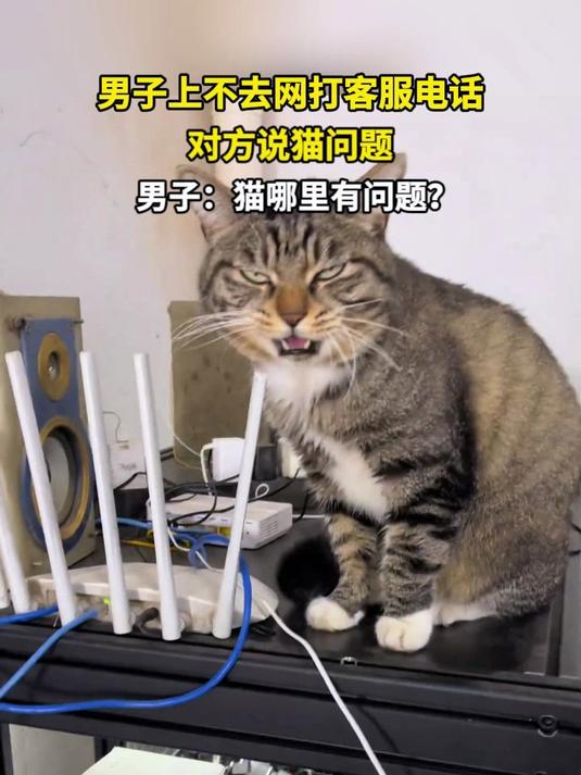 男子上不去网打客服电话 对方说猫问题 男子:猫哪里有问题?
