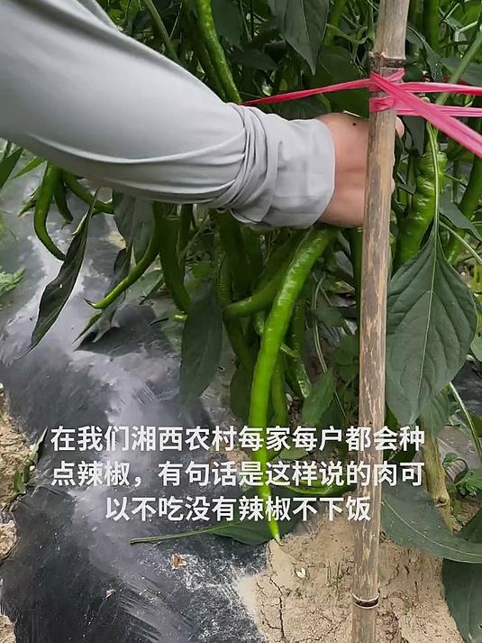 一碗辣椒拌饭,没肉也能轻松炫两大碗
