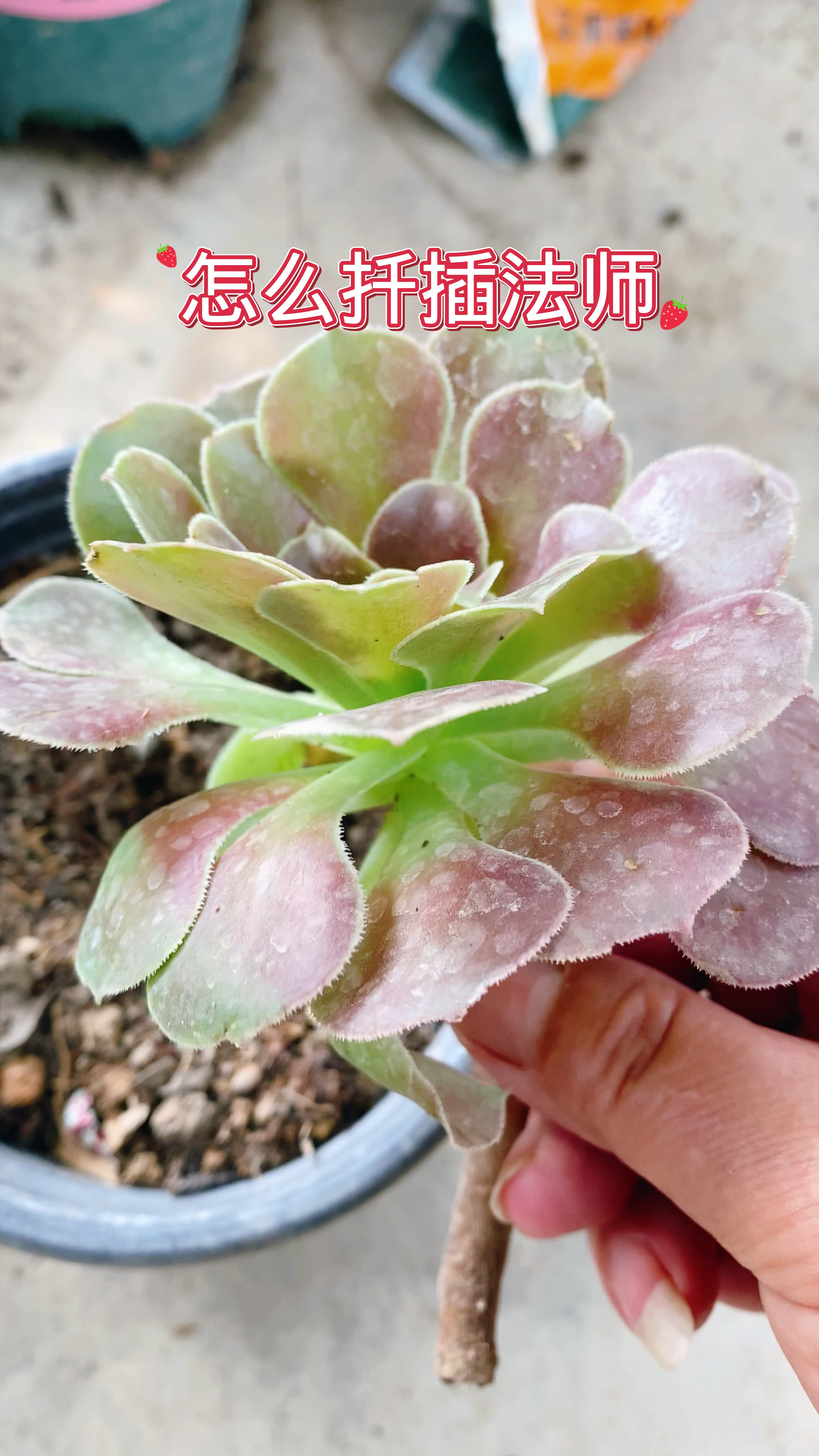 怎么扦插多肉法师