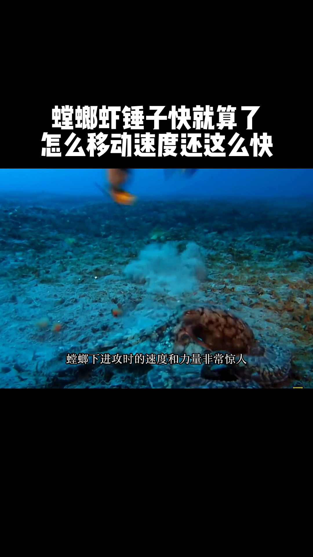 螳螂虾锤子快就算了,怎么移动速度还这么快