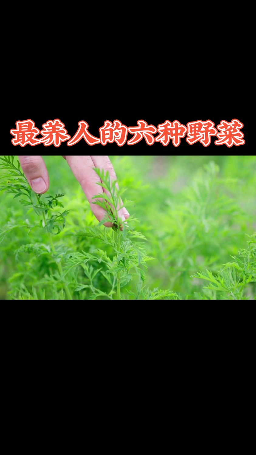 最养人的六种野菜