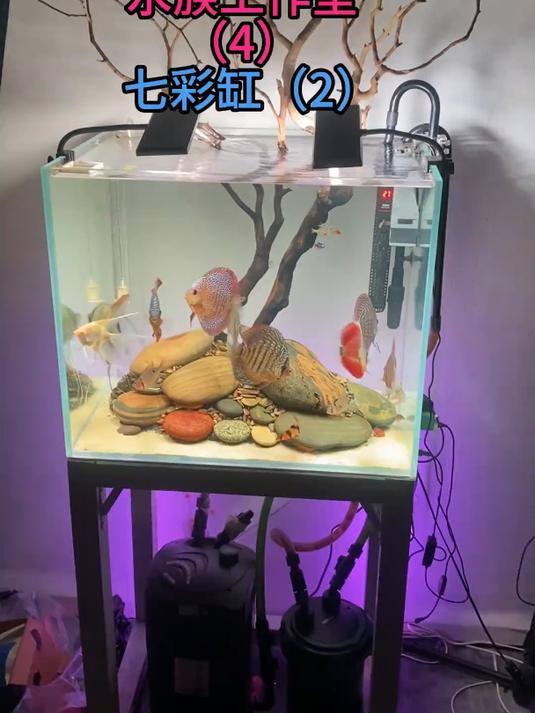 滤筒养鱼七彩鱼缸造景过程一分钟