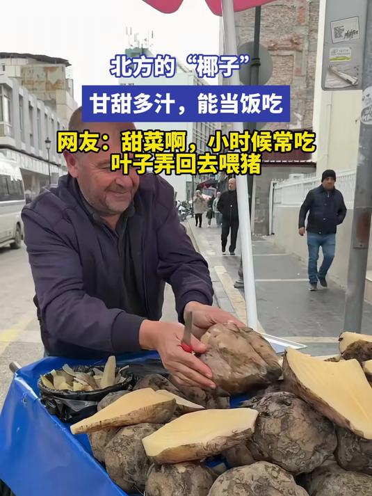 北方的“椰子”，甘甜多汁，能当饭吃。网友：甜菜啊，小时候常吃，叶子弄回去喂猪#金榜同行时#