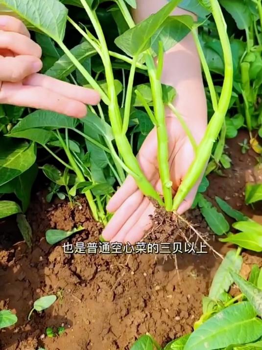 节水型空心菜,籽粒抗旱基因强,半月不浇水照样长