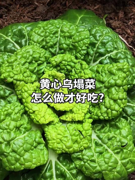 黄心乌塌菜,怎么做更好吃呢?#三农#