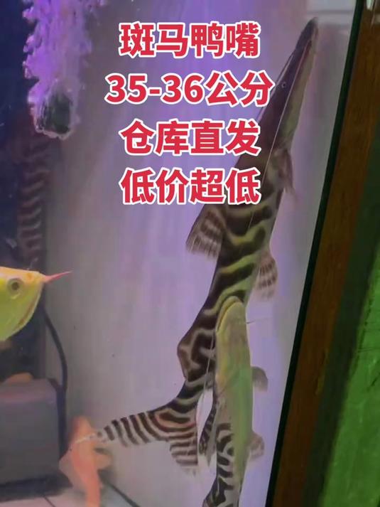 斑马鸭嘴鱼,35-36公分,纹路漂亮,全品无暇,混养首选