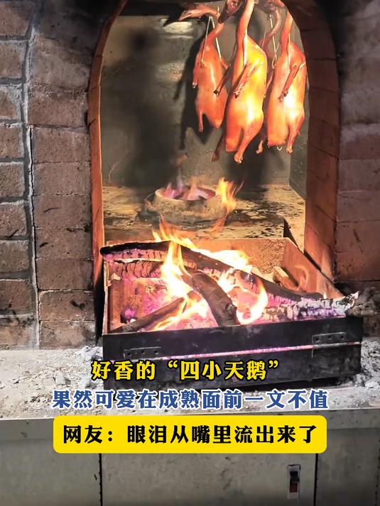 好香的“四小天鹅”,果然可爱在成熟面前一文不值